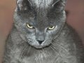 grumpy-cat-richard-bryce.jpg